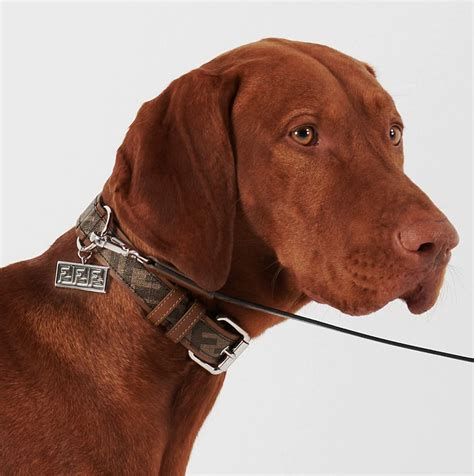 prada on my collar|high end rounded dog collar.